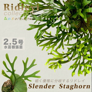 �w�r�J�N�V�_ ���h���C �X�����_�[�X�^�b�O�z�[���x�R�E�������� 3�����ۃ|�b�g�� �͔| �ϗt�A�� ���p�V�_