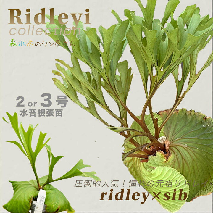 楽天市場】【エントリーで4/17までP10倍】『ビカクシダ（コウモリラン 