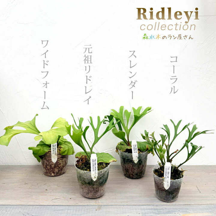 楽天市場】【エントリーで4/17までP10倍】『ビカクシダ リドレイ 