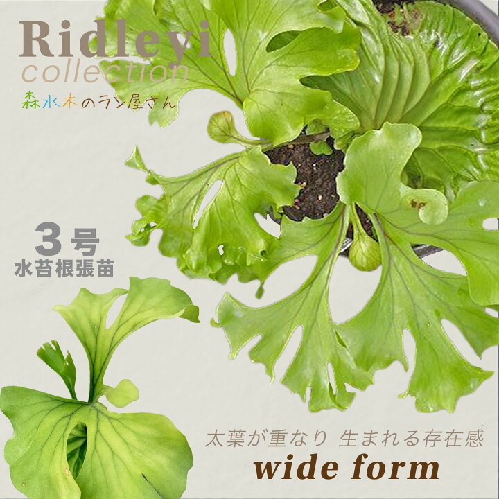 楽天市場】【エントリーで4/17までP10倍】『ビカクシダ リドレイ 