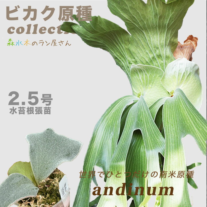 楽天市場】『ビカクシダ アンディナム』コウモリラン 原種 レア品種 
