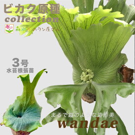 『ビカクシダ ワンダエ』コウモリラン 原種 大型種 3号水苔ポット鉢 栽培 苗セット 観葉植物 鹿角シダ
