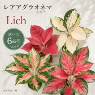 『選べるレアアグラオネマ Lich』2.5号ポット スターシャイニング/ゴールド/レッドピーコック/レッドフレ…