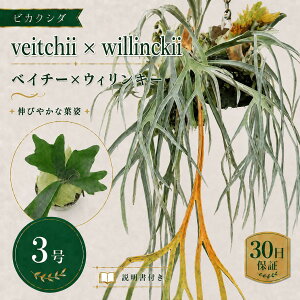 観葉植物 コウモリラン 3号」の人気商品一覧・価格比較 - 価格.com