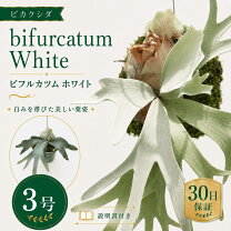 楽天市場】コウモリラン 販売の通販