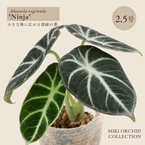 �w�A���J�V�A �j���W���x�A���J�V�A ���M�k�� ���� 2.5���|�b�g Alocasia reginula 'Ninja' �A���C�h ���t �����t�� �x���x�b�g���[�t ��p�Z���N�g[MIKI Orchid collection] �ϗt�A�� �󏭕i�� �������̔� 