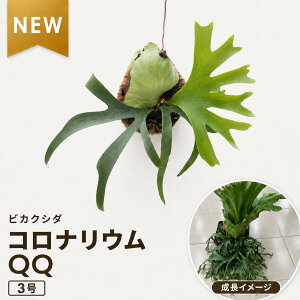 観葉植物 コウモリラン 3号」の人気商品一覧・価格比較 - 価格.com