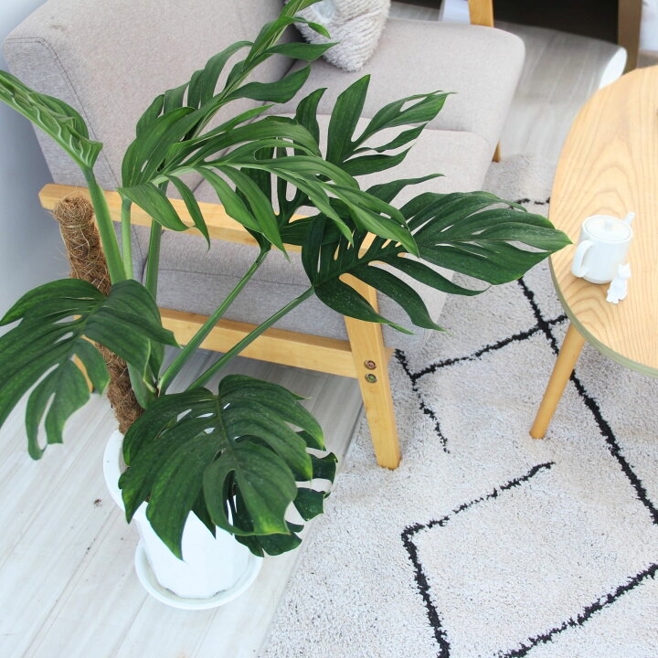 楽天市場】『モンステラ ジェイドウイング』Monstera 