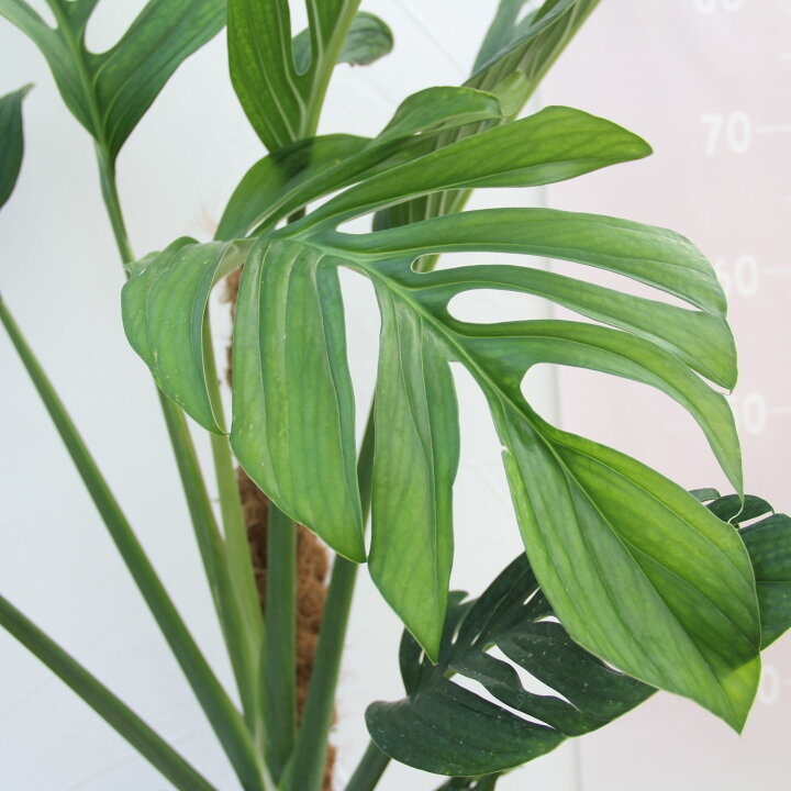 楽天市場】『モンステラ ジェイドウイング』Monstera 