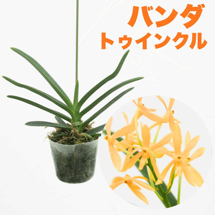 楽天市場】香りの新品種 洋ランの苗『風蘭系交配種 バンダ トゥインク 