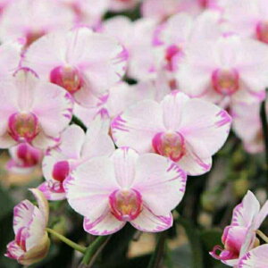 Ӓ j ԐFIׂw~fBӒ 2{ uV[vxaj Ӓ ړ]j JXj ACj v[g ԃMtg   yz