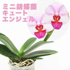 Ȃڂ݁A܂͉ԕtI--~j`A^Cv̐Vim̕cw~jӒ@L[gGWFyԍ炭cZbgzx2.5TCY  Zbg ԔyViz R`Em