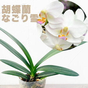 Ђƕ̂悤ȗDԐF m̕cw~jӒ Ȃ yԍ炭cZbgzxPhal.  'c' Phal, Hatsuyuki 'Nagoriyuki' Zbg Ԕ ͔|Zbg R`E ͔|Z