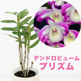 今なら花芽付き！--洋ランの苗『デンドロビウム ハマナレイク プリズム【花咲く苗セット】』2.5号サイズ Dendrobium Hamana Lake 'Prism' 花鉢【コンパクト・覆輪】 デンドロビューム洋ラン栽培セット 説明書付き