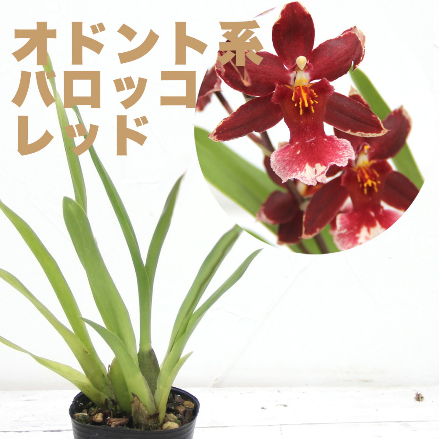 楽天市場 | 森水木のラン屋さん - オドントグロッサムの育て方と魅力 