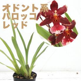 今ならつぼみ～花付き！--洋ランの苗『オドントグロッサム バロッコレッド【花咲く苗セット】』3号サイズ Odontoglossum Barocco Red 花鉢【彗星蘭・深紅の銘花】 オドントグロッサム オンシジューム系洋ラン栽培セット 説明書付き