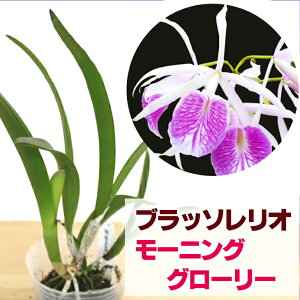 春 苗の人気商品 通販 価格比較 価格 Com