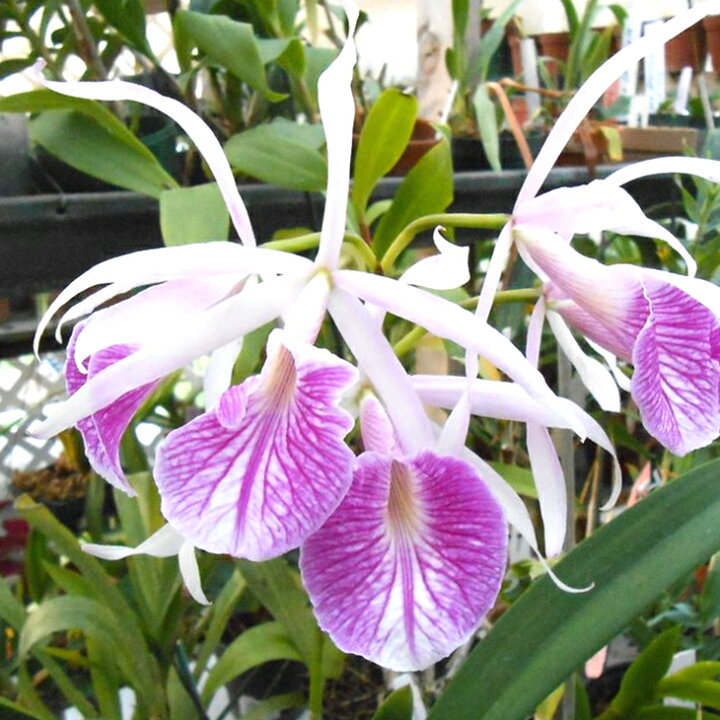 楽天市場 洋ランの苗 ブラッソレリオカトレア モーニンググローリー 花咲く苗セット 洋ラン栽培セット 素焼き鉢 お花の説明書 肥料 受皿 保証書付き 洋ランの育て方の説明書付き 洋蘭苗栽培キット植え替え 森水木のラン屋さん