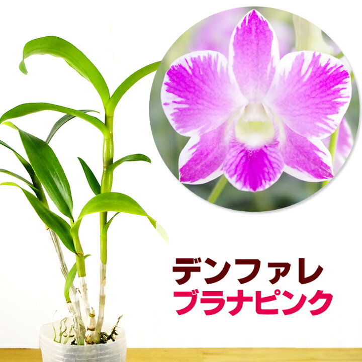 楽天市場 希少な斑入り洋ランの苗 デンファレ ブラナピンク 花咲く苗セット 鮮やかなピンクが印象的 洋ラン栽培セット 素焼き鉢 お花の説明書 肥料 受皿 保証書付き 洋ランの育て方の説明書付き 洋蘭苗栽培キット植え替え 森水木のラン屋さん 楽天市場 希少な斑入り洋ランの苗 デンファレ ブラナピンク 花咲く苗セット 鮮やかなピンクが印象的 洋ラン栽培セット 素焼き鉢 お花の説明書 肥料 受皿 保証書付き 洋ランの育て方の説明書付き 洋蘭苗栽培キット植え替え 森水木のラン屋さん
