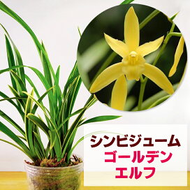 楽天市場 花咲く苗 特徴で選ぶ 初心者様向け 初心者様向け 初心者様向け１ 森水木のラン屋さん