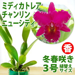 「ミディカトレアスィートシュガーイエローフラッシュ」花咲く苗セットRhyncholaeliocattleya(Potinara)SweetSugar'YellowFlash'BM/JOGA
