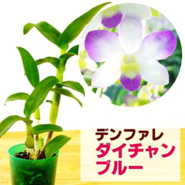 楽天市場 洋ランの苗 デンファレ ダイチャンブルー 花咲く苗セット 青いリップが神秘的 洋ラン栽培セット 素焼き鉢 お花の説明書 肥料 受皿 保証書付き デンファレの育て方 デンファレ 育て方 森水木のラン屋さん