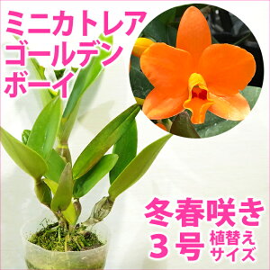 カトレア 苗の人気商品 通販 価格比較 価格 Com