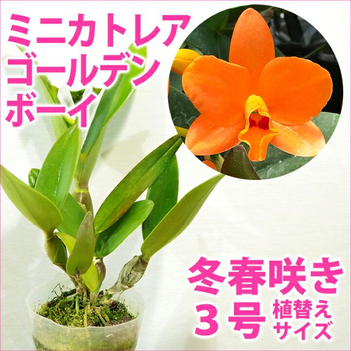 楽天市場 洋ランの苗 ミニカトレア ゴールデンボーイ 花咲く苗セット 洋ラン栽培セット 素焼き鉢 お花の説明書 肥料 受皿 保証書付き 洋ランの育て方の説明書付き 洋蘭苗栽培キット植え替えカトレアの育て方 カトレア 育て方 森水木のラン屋さん