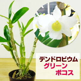 楽天市場 花咲く苗 品種で選ぶ デンドロビューム ミニデンドロ 森水木のラン屋さん