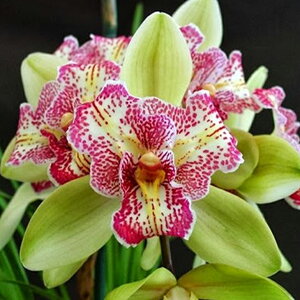 「テーブルシンビ夢たまご」花咲く苗セットには4号鉢植替えセットが付きますシンビジュームシンビジウム