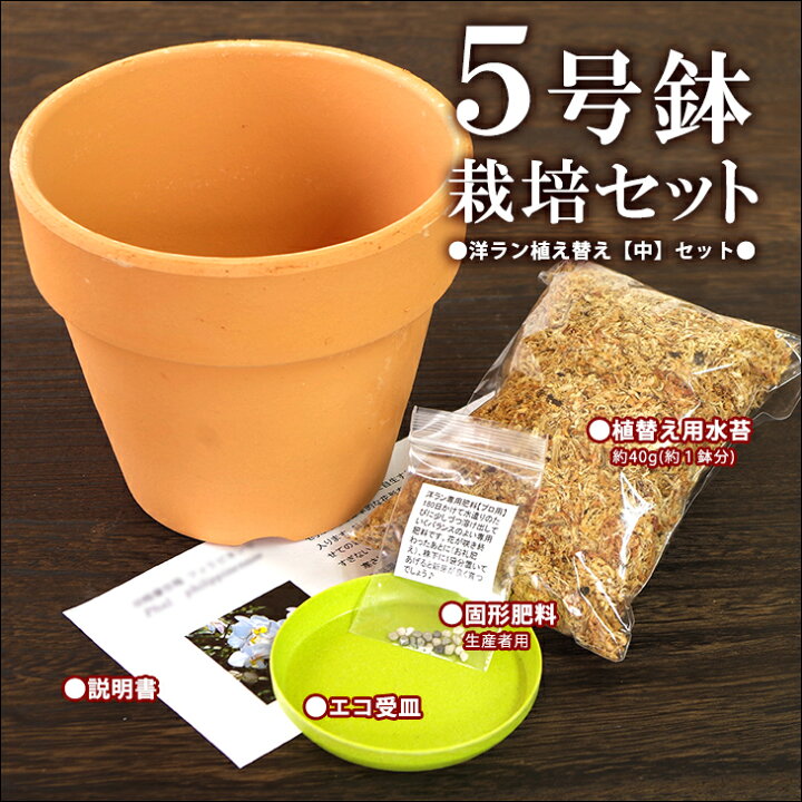 楽天市場 洋蘭栽培プロ用資材 洋ラン 植え替え 特大セット 素焼き鉢5号 水苔 肥料 受け皿 材 St 洋ラン資材スタンダードなデザインのシンプルなテラコッタポット 洋蘭栽培に一番最適な鉢はやっぱり素焼鉢 植え替え用に是非 植木鉢 鉢植え 深型 森