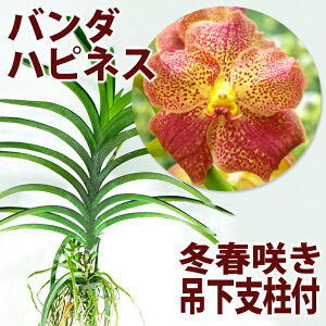 バンダ 花の人気商品 通販 価格比較 価格 Com
