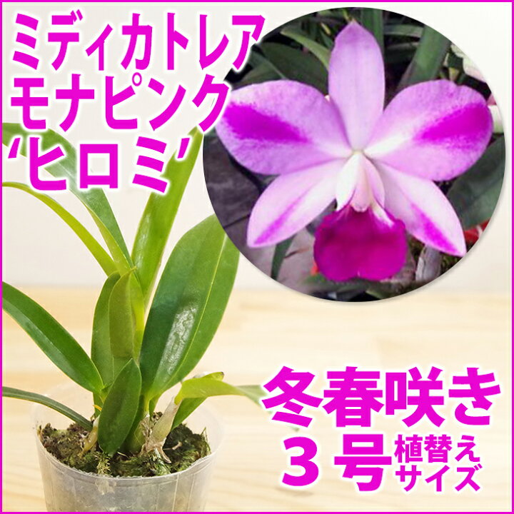 楽天市場 洋ランの苗 今ならつぼみ または花付き ミディカトレア モナピンク ヒロミ 花咲く苗セット 大胆な差しが見事な名花洋ラン栽培セット 素焼き鉢 お花の説明書 肥料 受皿 保証書付き カトレアの育て方 森水木のラン屋さん