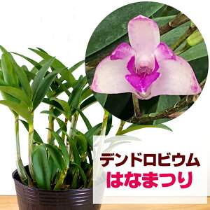 洋蘭用土を使った株分け方法 ギンギアナムでご紹介 小さな庭で季節を楽しむ 洋蘭用土を使った株分け方法 ギンギアナムでご紹介 小さな庭で季節を楽しむ