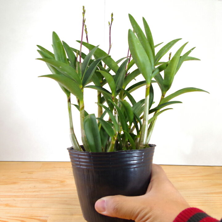 楽天市場 洋ランの苗 今ならつぼみ または花付き デンドロ品種キンギアナム はなまつり 花咲く苗セット 洋ラン栽培セット 素焼き鉢 お花の説明書 肥料 受皿 保証書付き 洋ランの育て方の説明書付き 洋蘭苗栽培キット植え替えキンギアナムの育て方 森水木のラン 楽天市場 洋ランの苗 今ならつぼみ または花付き デンドロ品種キンギアナム はなまつり 花咲く苗セット 洋ラン栽培セット 素焼き鉢 お花の説明書 肥料 受皿 保証書付き 洋ランの育て方の説明書付き 洋蘭苗栽培キット植え替えキンギアナムの育て方 森水木のラン