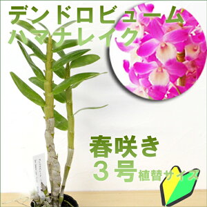 「デンドロビュームハマナレイク」花咲く苗☆Den.HamanaLake'Dream'