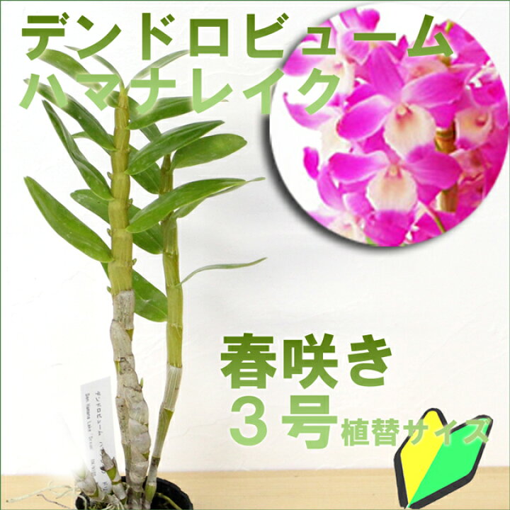 楽天市場 洋ランの苗 デンドロビューム ハマナレイク 花咲く苗セット 花 セット 花鉢初心者の方に特にお勧め 洋ラン栽培セット 説明書付き 洋ランの 育て方の説明書付き 洋蘭苗栽培キット植え替え 森水木のラン屋さん