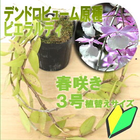 洋ランの苗『デンドロ原種 ピエラルディ【花咲く苗セット】』花 セット 花鉢春に枝垂れるように咲き乱れます！洋ラン栽培セット 説明書付き 洋ランの育て方の説明書付き 洋蘭苗栽培キット 植え替え 説明書付き