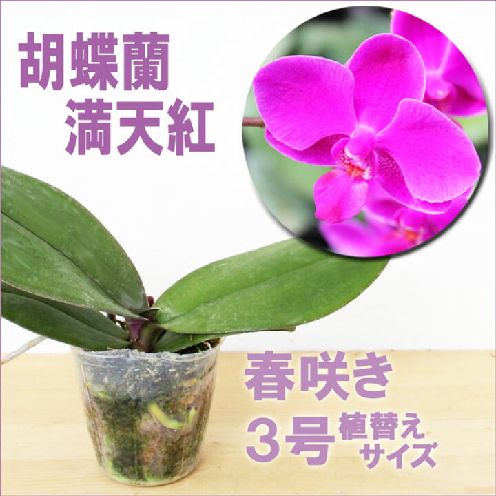 楽天市場 洋ランの苗 ミディ胡蝶蘭 満天紅 まんてんこう 花咲く苗セット 花 セット 花鉢ミニコチョウラン洋ラン栽培セット 説明書付き 洋ランの育て方の説明書付き 洋蘭苗栽培キット植え替え 森水木のラン屋さん