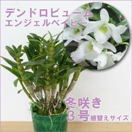 楽天市場 花咲く苗 品種で選ぶ デンドロビューム ミニデンドロ 森水木のラン屋さん