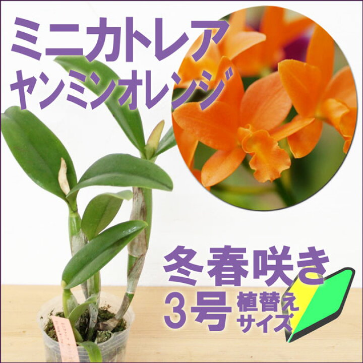 楽天市場 洋ランの苗 今ならつぼみ または花付き ミニカトレア ヤンミンオレンジ 花咲く苗セット 洋ラン栽培セット 素焼き鉢 お花の説明書 肥料 受皿 保証書付き 洋ランの育て方の説明書付き 洋蘭苗栽培キット植え替えカトレアの育て方 カトレア 育て方 森水木