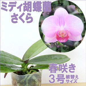 m̕cw~fBӒ yԍ炭cZbgzx Zbg Ԕ~jR`Em͔|Zbg t m̈ĕ̐t mc͔|LbgAւӒ̈