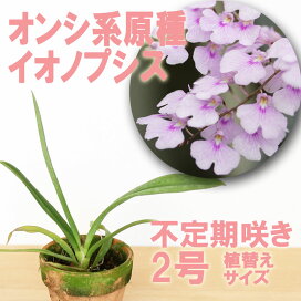 楽天市場 花咲く苗 品種で選ぶ オンシジューム 森水木のラン屋さん 楽天市場 花咲く苗 品種で選ぶ オンシジューム 森水木のラン屋さん
