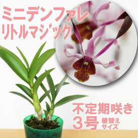 楽天市場 ガーデニング 農業 種類 植物 デンファレ 花 ガーデン Diy の通販