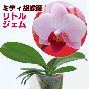 胡蝶蘭 苗 苗の人気商品 通販 価格比較 価格 Com
