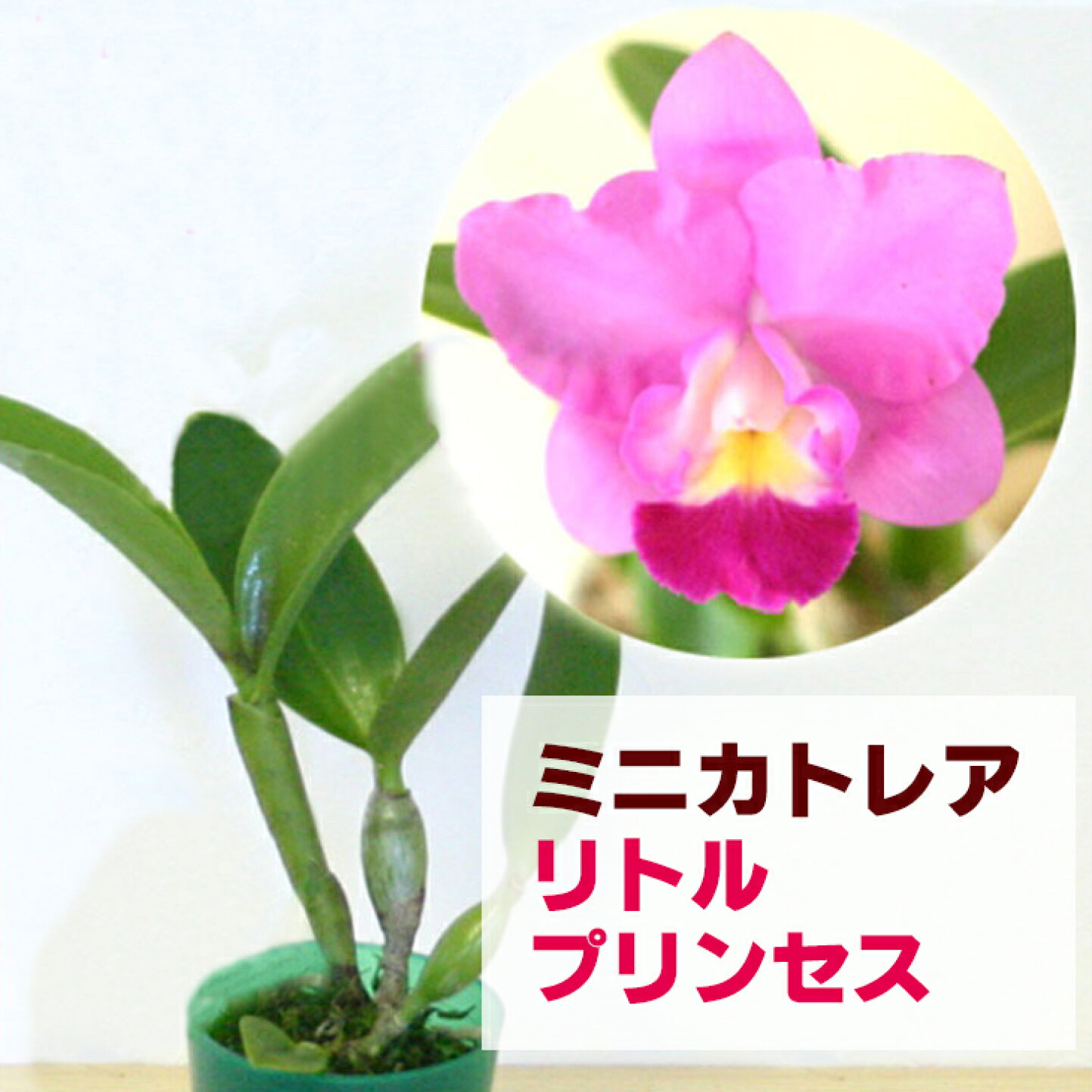 かと れ あ