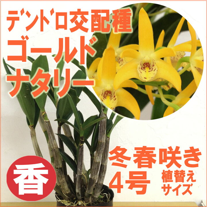 楽天市場 洋ランの苗 デンドロ交配種 キンギアナム ゴールドナタリー 花咲く苗セット 洋ラン栽培セット 素焼き鉢 お花の説明書 肥料 受皿 保証書付き 洋ランの育て方の説明書付き 洋蘭苗栽培キット植え替えキンギアナムの育て方 森水木のラン屋さん 楽天市場 洋ランの苗 デンドロ交配種 キンギアナム ゴールドナタリー 花咲く苗セット 洋ラン栽培セット 素焼き鉢 お花の説明書 肥料 受皿 保証書付き 洋ランの育て方の説明書付き 洋蘭苗栽培キット植え替えキンギアナムの育て方 森水木のラン屋さん