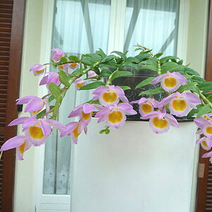 「デンドロ原種ロディゲシー」花咲く苗セットDen.loddigesii