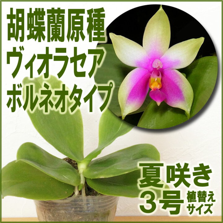 楽天市場 洋ランの苗 胡蝶蘭原種 ヴィオラセア ベリーナ 花咲く苗セット コチョウラン苗洋ラン栽培セット 素焼き鉢 お花の説明書 肥料 受皿 保証書付き 洋ランの育て方の説明書付き 洋蘭苗栽培キット植え替え胡蝶蘭の育て方 森水木のラン屋さん