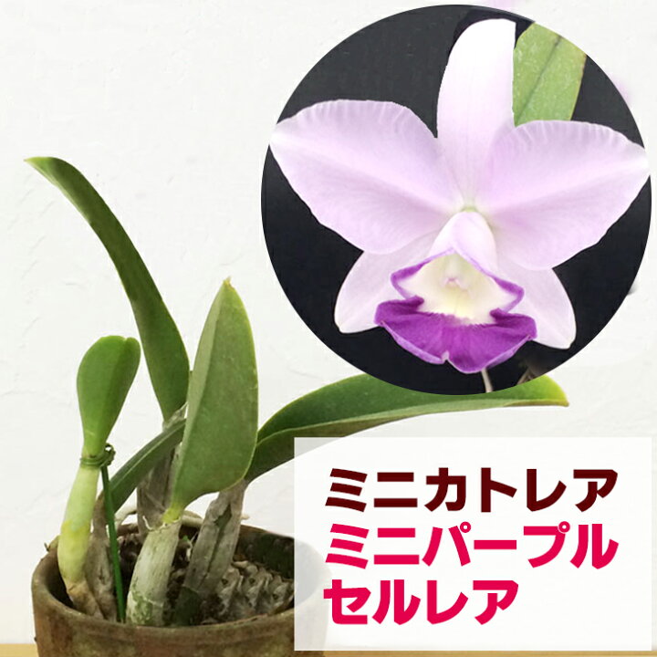 楽天市場 洋ランの苗 ミ二カトレア ミニパープル セルレア 花咲く苗セット 洋ラン栽培セット 素焼き鉢 お花の説明書 肥料 受皿 保証書付き 洋ランの育て方の説明書付き 洋蘭苗栽培キット植え替えカトレアの育て方 カトレア 育て方 森水木のラン屋さん